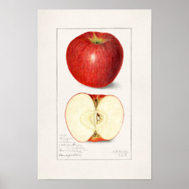 Póster Manzanas 1908 por Amanda Almira Newton
