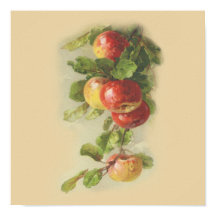 manzanas de cosecha