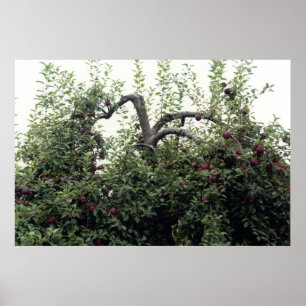 Póster Manzanas de manzana