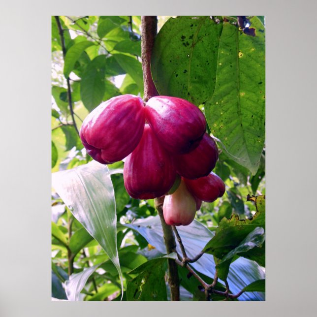 Póster Manzanas de montaña (Frente)