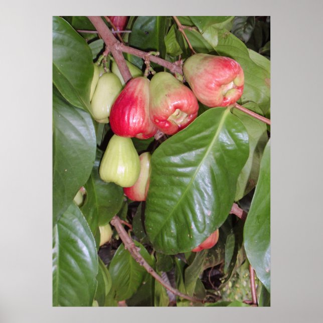 Póster Manzanas de montaña II (Frente)