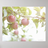Manzanas en la rama del árbol.