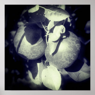 Póster Manzanas McIntosh en el árbol en blanco y negro