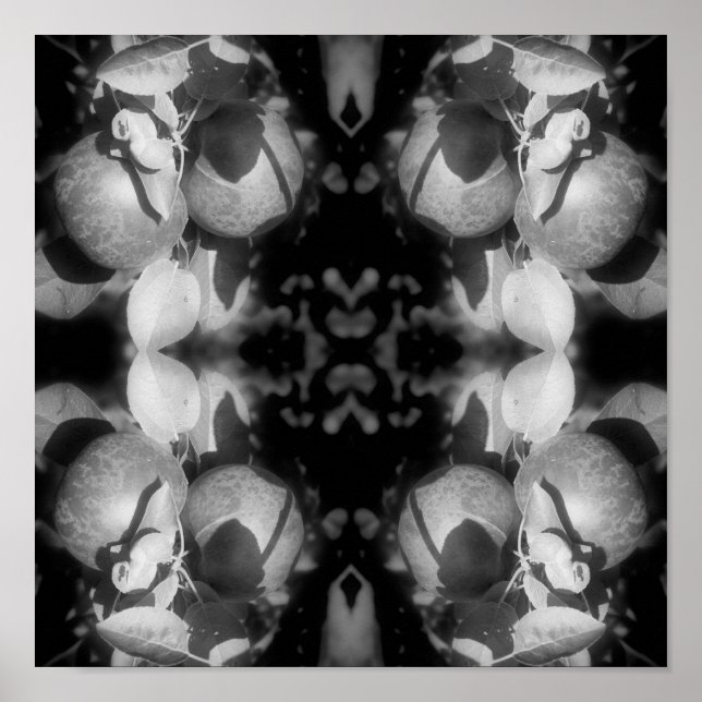 Póster Manzanas McIntosh Sobre Árbol Resumen Blanco Y Neg (Frente)