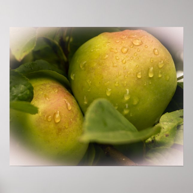 Póster Manzanas verdes frescas con un borde oxidado (Frente)