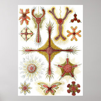 Póster Manzanilla silvestre de Ernst Haeckel, naturaleza