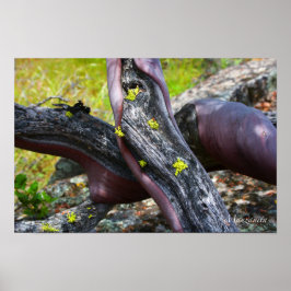 Póster Manzanita Poster