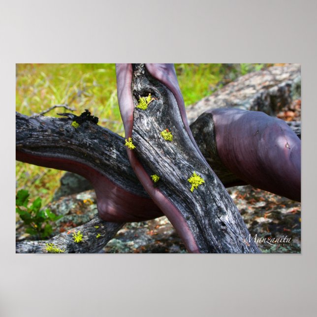 Póster Manzanita Poster (Frente)