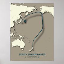 Mapa de la migración de Sooty Shearwater Migration