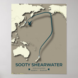 Póster Mapa de la migración de Sooty Shearwater Migration