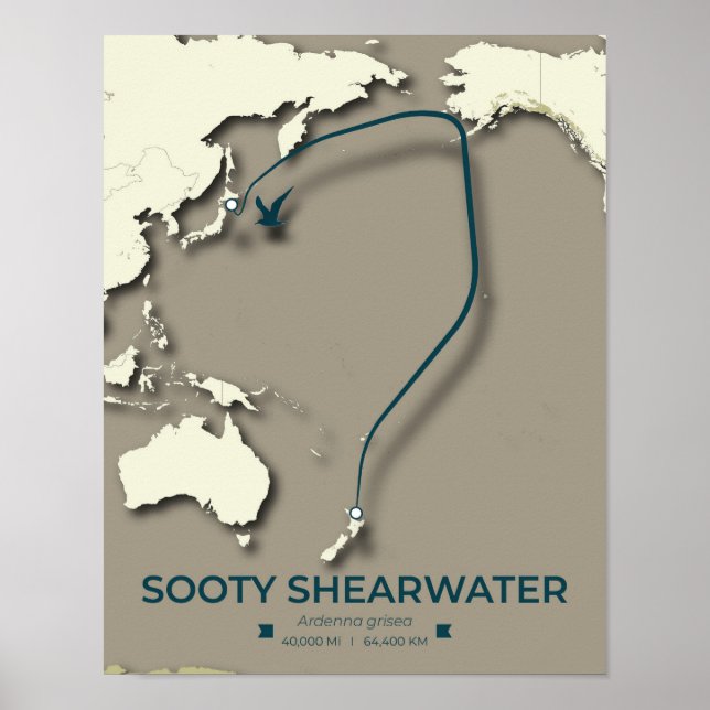 Póster Mapa de la migración de Sooty Shearwater Migration (Frente)