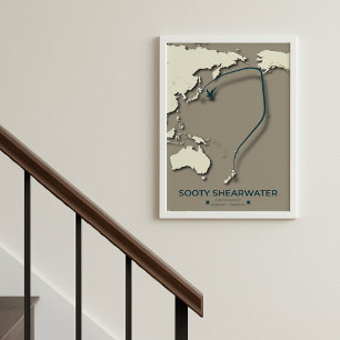 Póster Mapa de la migración de Sooty Shearwater Migration