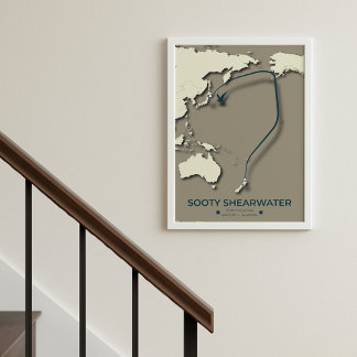 Póster Mapa de la migración de Sooty Shearwater Migration