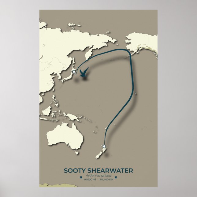Póster Mapa de la migración de Sooty Shearwater Migration (Frente)