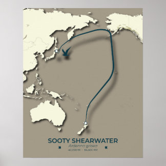 Póster Mapa de la migración de Sooty Shearwater Migration