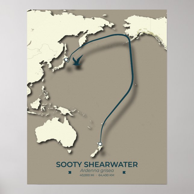 Póster Mapa de la migración de Sooty Shearwater Migration (Frente)