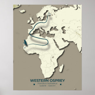 Póster Mapa de la migración Osprey occidental - Vintage M