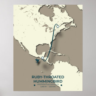 Póster Mapa de migración de colibríes con aguijón