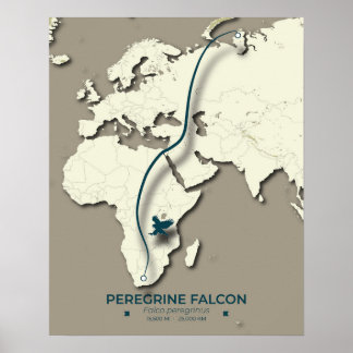 Póster Mapa de migración de halcones peregrinos - Minimal