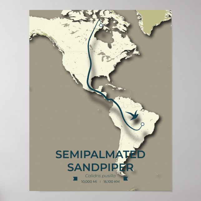 Póster Mapa de migración de Sandpiper con semimanes - Min (Frente)