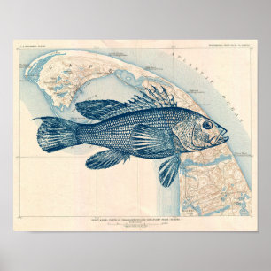 Póster Mapa vintage de Cape Cod con lubina de mar de pesc