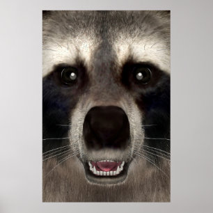 Póster Mapache
