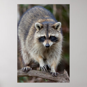 Póster Mapache, Procyon lotor, Florida, EE. UU. 2