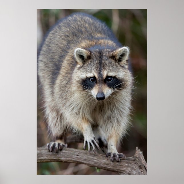 Póster Mapache, Procyon lotor, Florida, EE. UU. 2 (Frente)