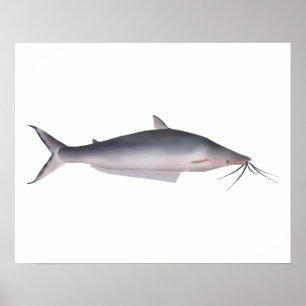 Póster Mapará