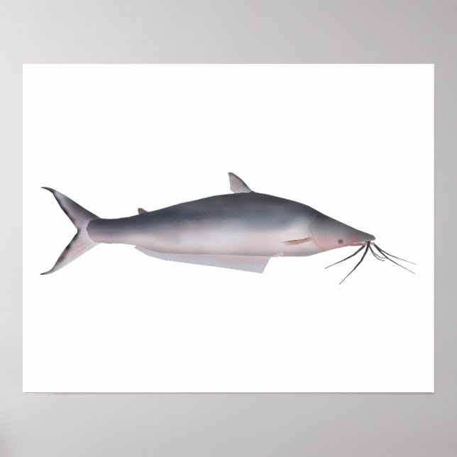 Póster Mapará (Frente)