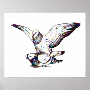 Póster Mapeo de palomas