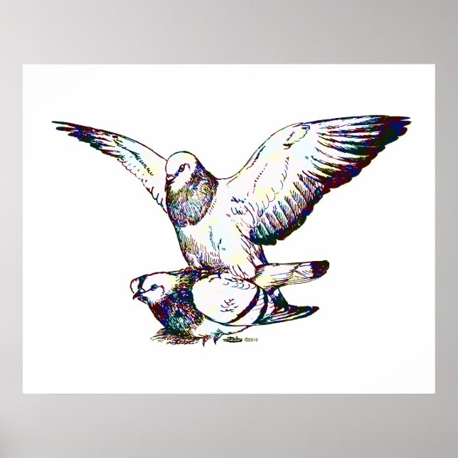 Póster Mapeo de palomas (Frente)