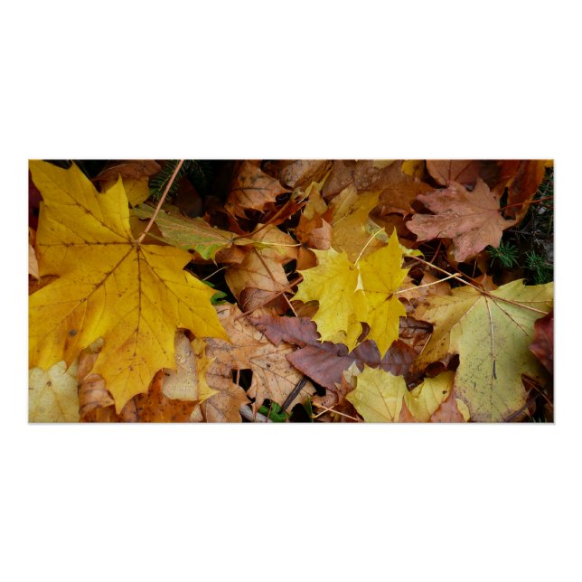 Póster Maple caído deja naturaleza otoño amarilla (Anverso)
