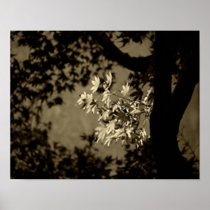 Póster Maple en Sepia