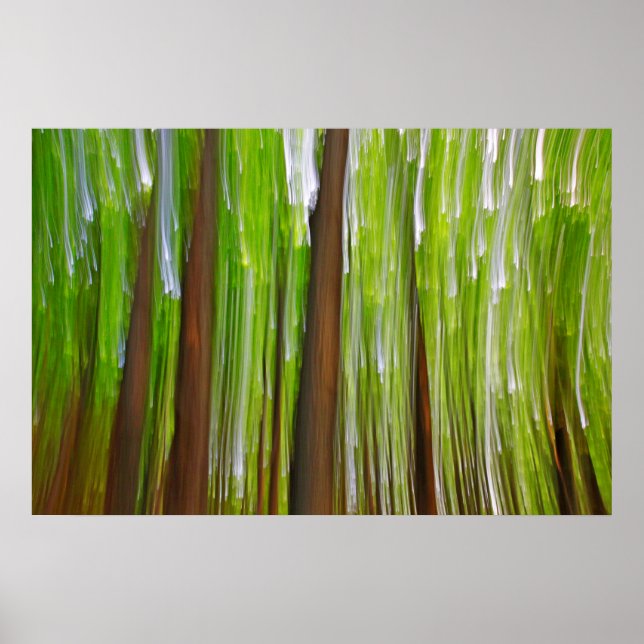 Póster Maple Grove Abstract (Frente)