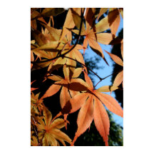 Maple japonés (2) - Fotografía floral