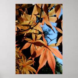 Póster Maple japonés (2) - Fotografía floral