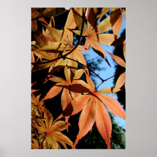 Póster Maple japonés (2) - Fotografía floral