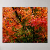Maple japonés en caída
