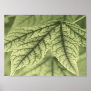 Póster Maple Leaves