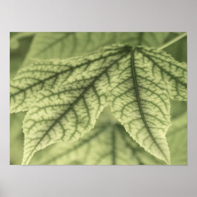 Póster Maple Leaves (Frente)