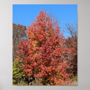 Póster Maple Rojo en otoño