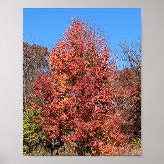 Póster Maple Rojo en otoño