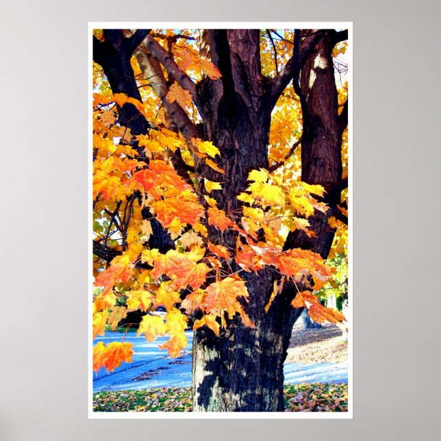 Póster Maple Tree Trees Fall Leaves Photography (Frente)