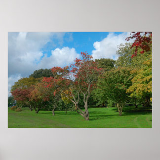 Póster Maples japoneses, Bute Park, Cardiff.