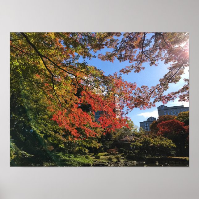 Póster Maples rojos en el jardín japonés (Frente)