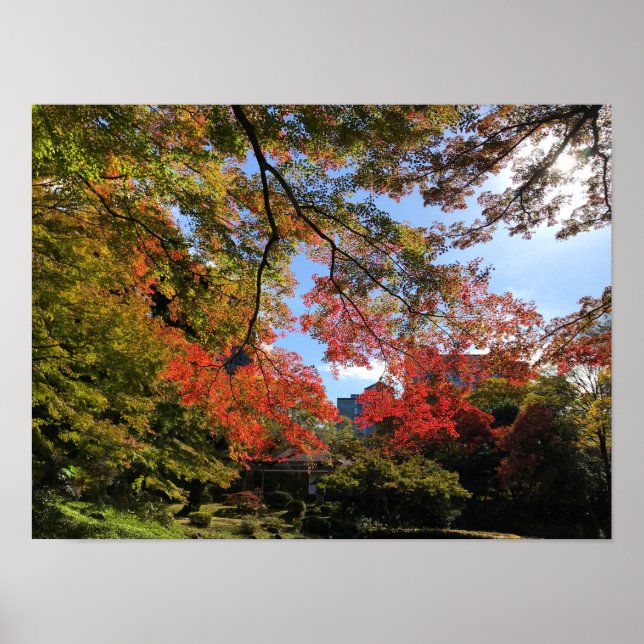Póster Maples rojos en el jardín japonés (Frente)
