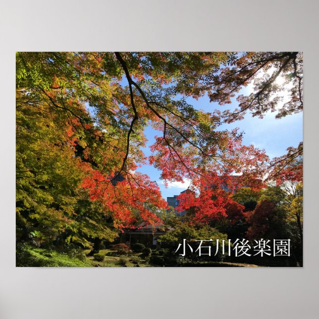 Póster Maples rojos en el jardín japonés (Frente)