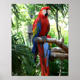 Póster Maqueta escarlata, diseño de fotos de macao rojo