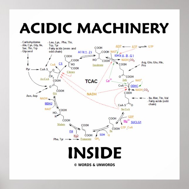Póster Maquinaria Ácida Interior (ciclo del ácido cítrico (Frente)